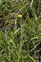 Helichrysum auriceps