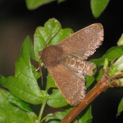 Dioszeghyana schmidtii