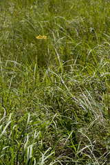 Helichrysum nudifolium