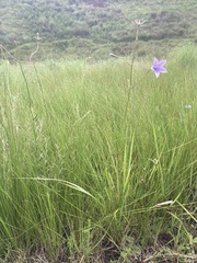 Wahlenbergia undulata