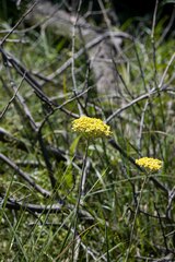 Helichrysum nudifolium