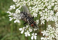 Sarcophagidae