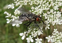Sarcophagidae