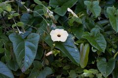 Hewittia malabarica