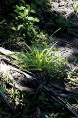 Hypoxis angustifolia