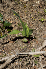 Hypoxis colchicifolia