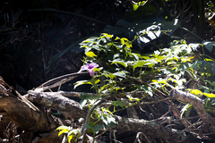 Ipomoea mauritiana