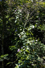 Ipomoea mauritiana