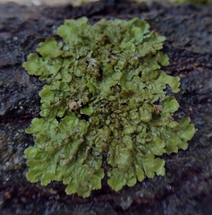 Melanohalea exasperatula