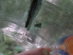 Maliattha concinnimacula