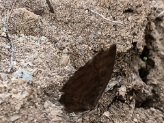 Arhopala centaurus nakula