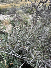 Ephedra