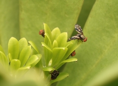 Ulidiidae