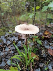 Macrolepiota procera