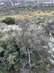 Ephedra
