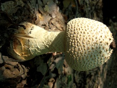 Amanitina