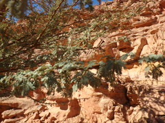 Vachellia tortilis