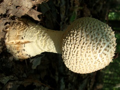 Amanitina