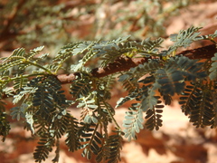 Vachellia tortilis