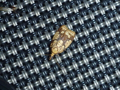 Cenopis ferreana