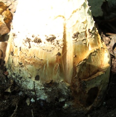 Amanitina