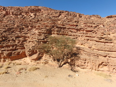 Vachellia tortilis