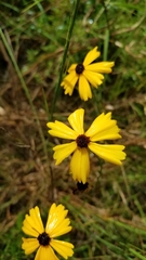 Coreopsis gladiata