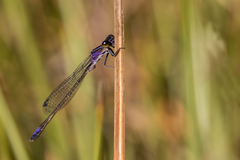Proischnura polychromatica