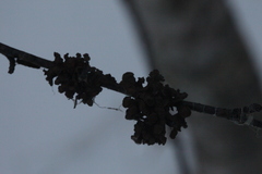 Tuckermanopsis sepincola