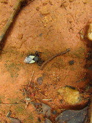 Apiomerus ochropterus