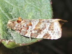 Argyrotaenia tabulana