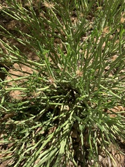 Kleinia longiflora