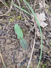 Neotinea maculata