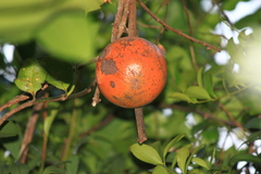 Melodinus suaveolens