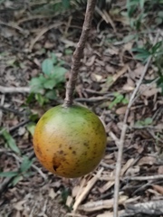 Melodinus suaveolens