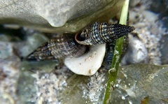 Lampanella minima