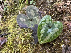 Asarum