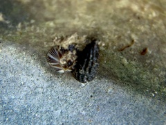 Lampanella minima