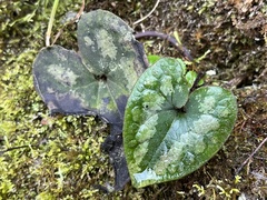 Asarum