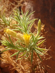 Iphiona scabra