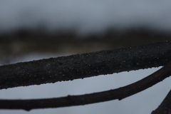 Leotiomycetes