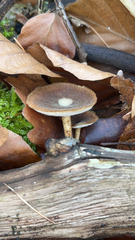 Lentinus arcularius