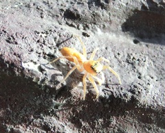 Cosmophasis lami