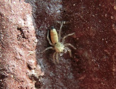 Cosmophasis lami