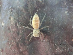 Cosmophasis lami