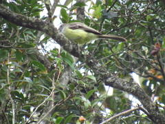 Myiarchus cephalotes