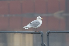 Larus glaucoides kumlieni