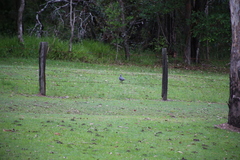 Leucosarcia melanoleuca