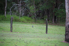 Leucosarcia melanoleuca