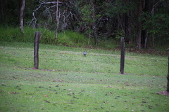 Leucosarcia melanoleuca